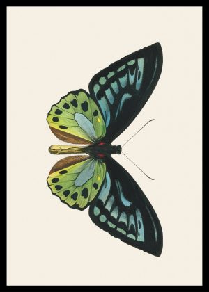 Eclectic 37