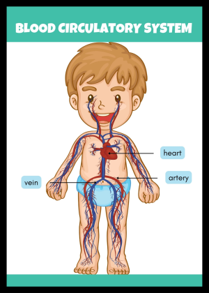 Blood circulatory system
