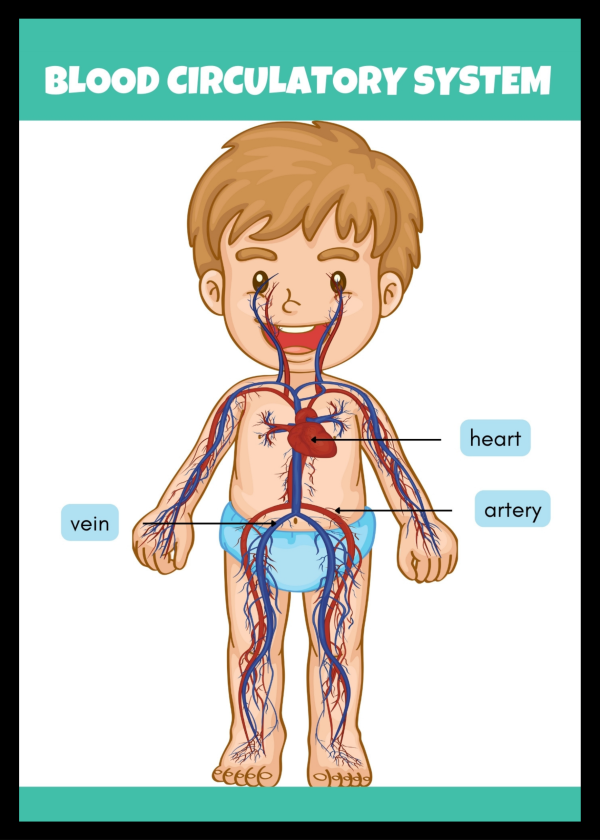 Blood circulatory system