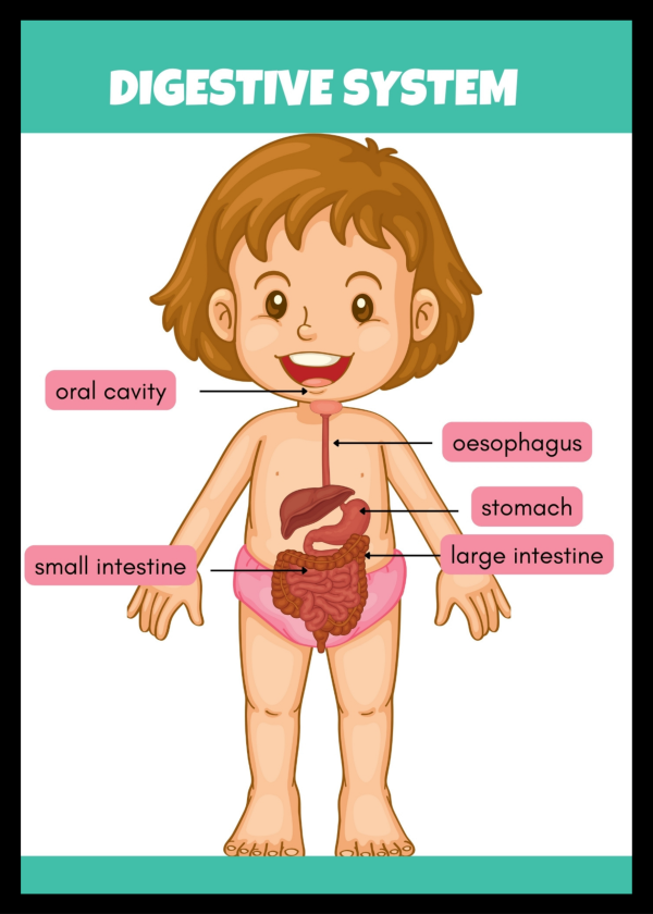 Digestive system