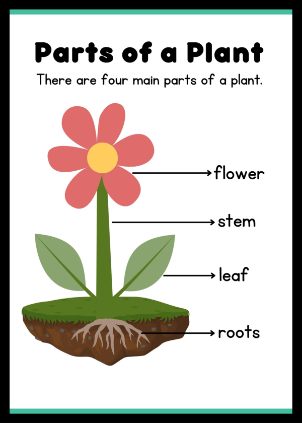 Parts of a plant