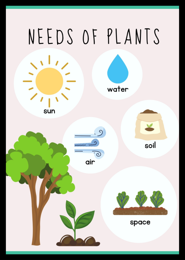 Needs of plants