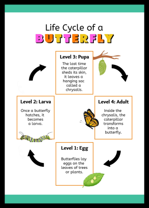 Life cycle of a Butterfly